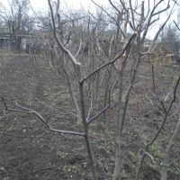 Саджанці грецького горіху
