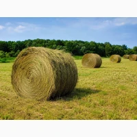 Продам якісне лугове сіно в круглих тюках