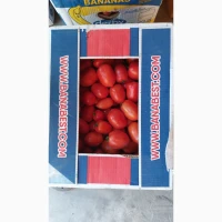 Продам дині Амал, Мазин