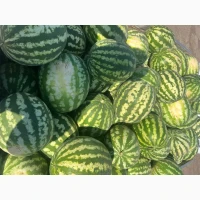 Продам кавун Ау Продюсер Миколаївська область