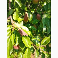 Продам талгарську красуню