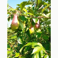 Продам талгарську красуню
