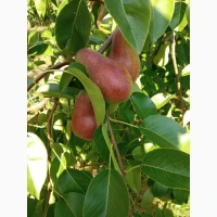 Продам талгарську красуню