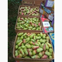 Продам талгарську красуню