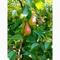 Продам талгарську красуню