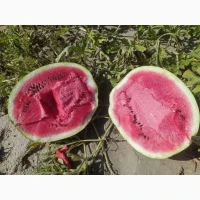 Продам кавун сорт «Продюсер»