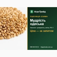 Пшениця Мудрість одеська - насіння озимої пшениці (СГІ, Одеса), супереліта, еліта, РН-1