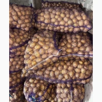 Продам насіннєву картоплю, сорт Сорая