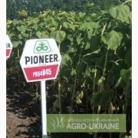 Продам семена подсолнечника пионер PR63A90 / ПР63А90