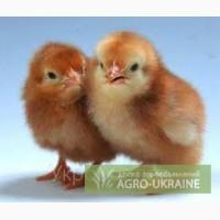 Продам суточне курча породи Ломан Браун! Ціна договірна!