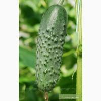 Продам огурец оптом