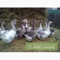 Родам Гуси