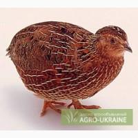 Молодняк перепелов