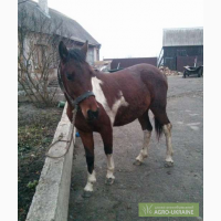 Продам коня