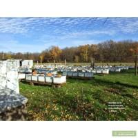 Продам пчелосемьи, пчелопакеты Полтавская обл.