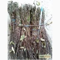 Шиповник сеянцы (Multiflora, Kalambifer, Каnina)