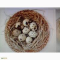 Продам яйцо перепелиное инкубационное