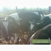Продам овец и ягнят; домашную брынзу (сыр) и пародистых бычков
