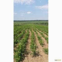Продам саджанці горіхів та фруктових дерев