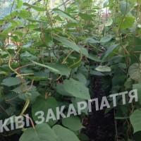 Продам саженцы киви