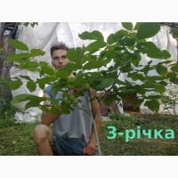 Скороплодный Морозостойкий орех