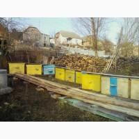 Продам бджоли з вуликом