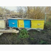 Продам бджоли з вуликом