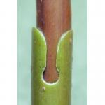 Прививочный секатор Professional Grafting Tool - инструмент для прививки плодовых растений