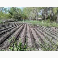 Продам саженцы винограда Велес опт и розница