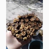 Продам саженцы винограда Велес опт и розница
