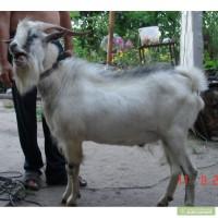 Продам племенного козла