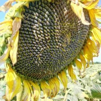 Насіння соняшник - Карлос під євро-лайтнінг
