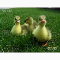 Продам гусенят породи #039;Холмогор змішана з Великою Сірою#039;