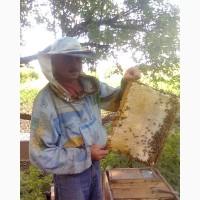 Продам пчелосемьи