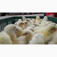 Продам Бройлер КОББ-500