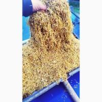 Продаж якісного тютюну! Вірджинія Голд, Кентуккі, Берлі, Вірджинія, Мальборо