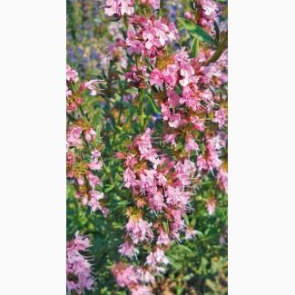 Иссоп лекарственный семена медонос