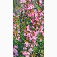 Иссоп лекарственный семена медонос