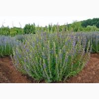 Иссоп лекарственный семена медонос