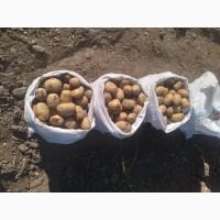 Продам картоплю ( рівєра ) молода