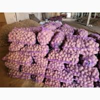 Продам картоплю велику насіневу.рівєра пікасо арізона балароса коломбо