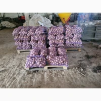 Продам картоплю велику і насіневу белароса арізона рівєра