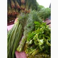 Петрушка лук укроп