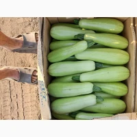 Продам кабачок є обєм