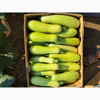 Продам кабачок є обєм
