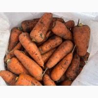 Продам морковь Сорт Абако