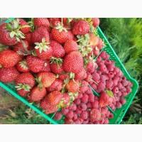 Продам саджанці малини Полана (ремонтантна)