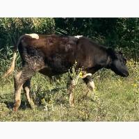 Продам бичка.5 місяців. 150 кг