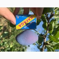 Продам сливу стенлей з саду