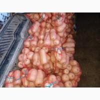 Продам тикву баттернат